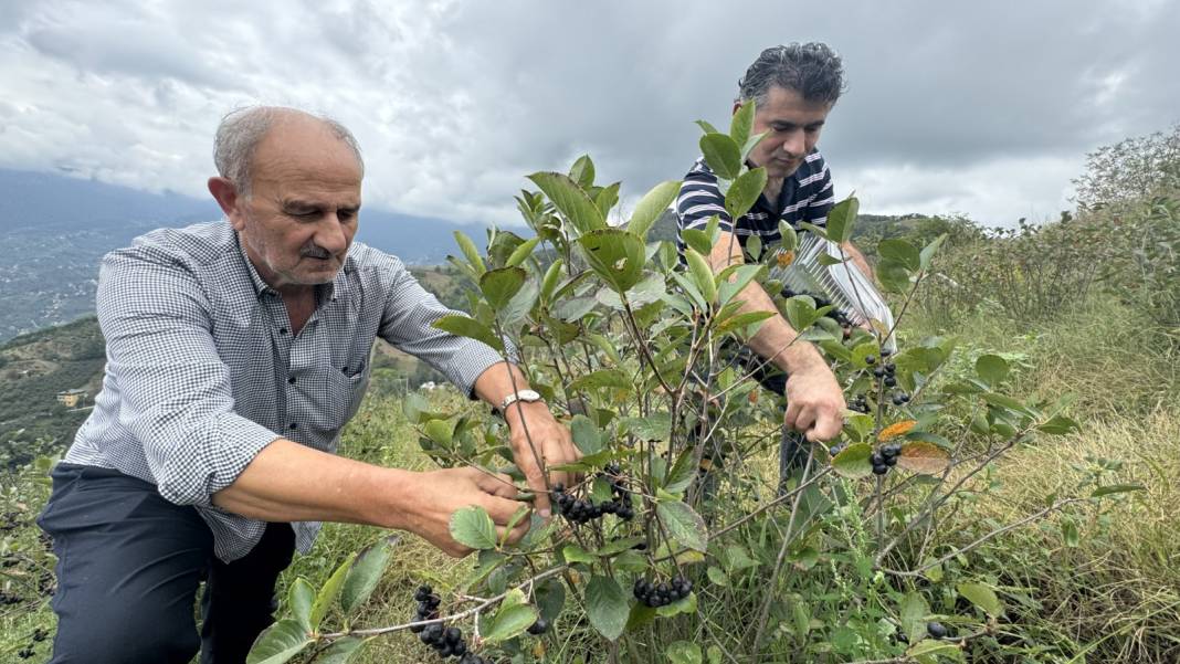 Fındığın yerine dikti! 5 katı kazanç sağladı. Bu yıl 250 kilogram hasat bekliyor 5